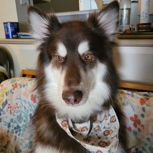 Meet your Posher, Sam